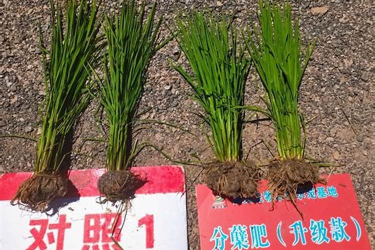 稻子分蘖期打水溶肥好吗？