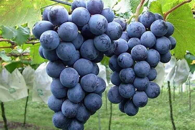 巨峰葡萄喷施什么叶面肥能提高坐果率？