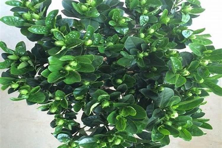 发财树花肥用什么合适,肥料制作与使用方法