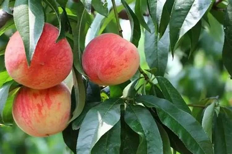 桃子生长后期裂果的原因？桃树追肥用什么肥料？