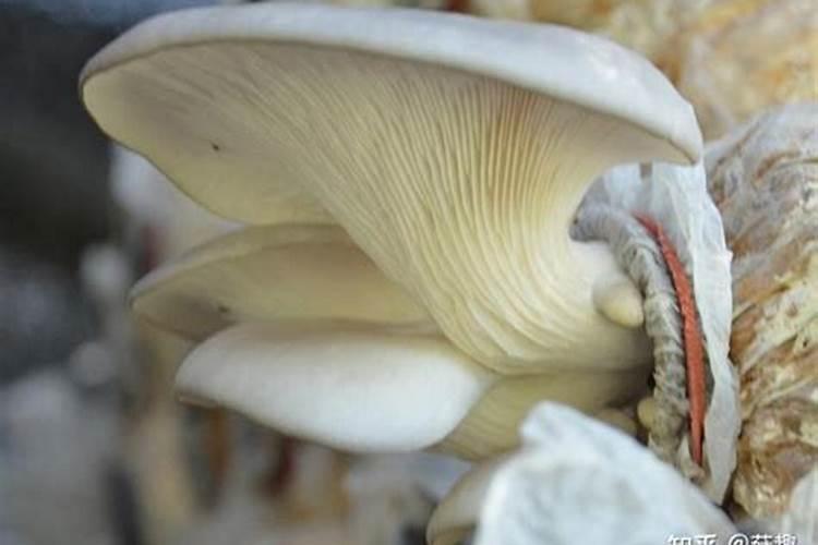 平菇卷边叶片薄,什么原因