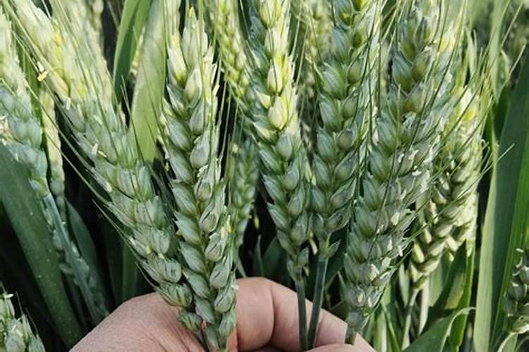 1斤能顶40斤尿素,3天叶片就变绿,这样的叶面肥自己就能配