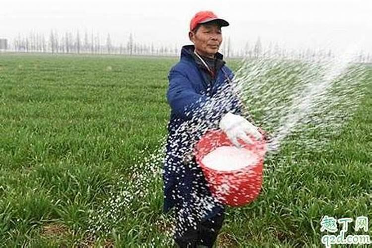 小麦喷施尿素晴天还是阴天