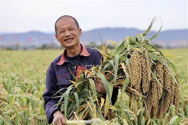 如今不少农村都种水稻、瓜果和蔬菜,如果农民不施农药化肥,是否行得通...