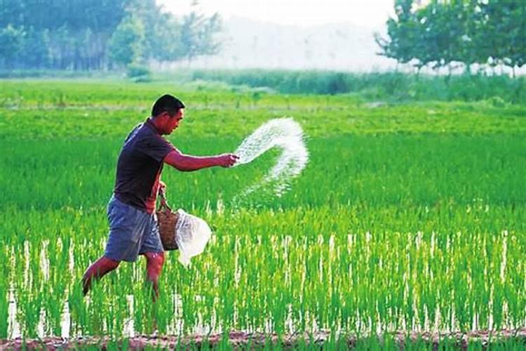 农村种植水稻,不用化肥,全部用农家肥能有高产量吗？