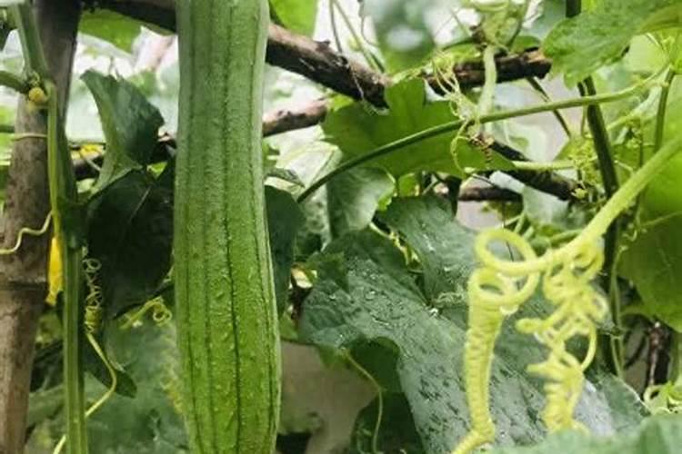 丝瓜旺长不结瓜咋处理