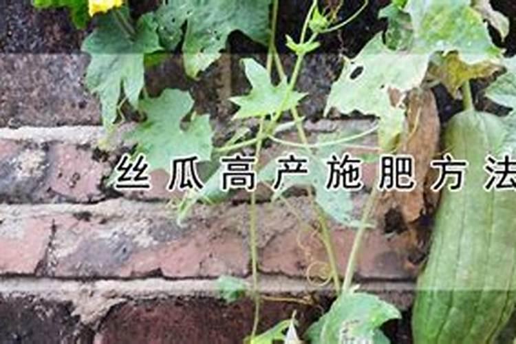 丝瓜高产施肥方法