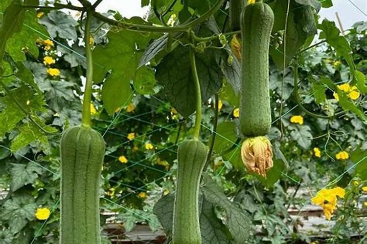 种植丝瓜技术,种植多少天施肥