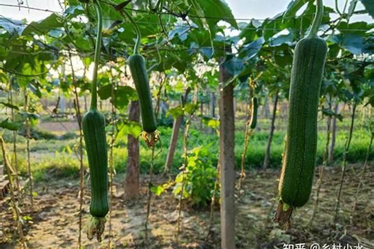 丝瓜施什么肥合适