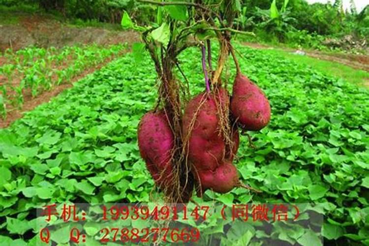 什么时候施磷肥使红薯高产最好？