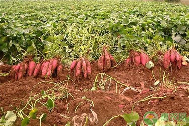 红薯种植技术与管理 30～40千克过磷酸钙