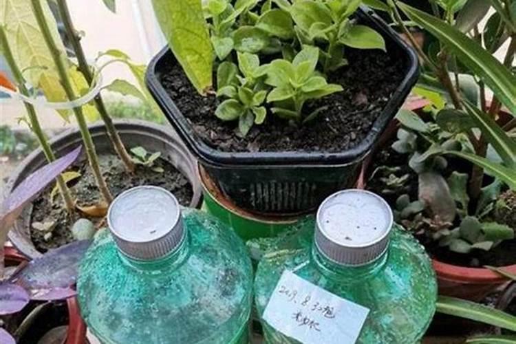 种花不施肥花能活吗？