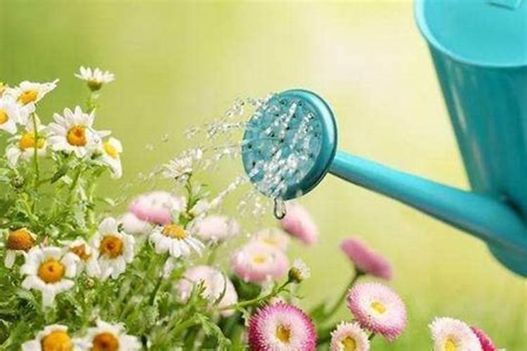 浇水不行花养不活