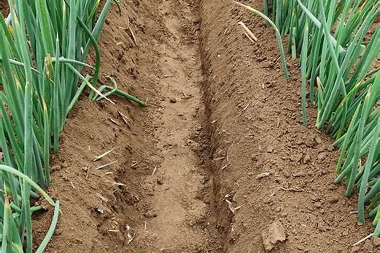 大葱缓苗后如何冲施肥料水？