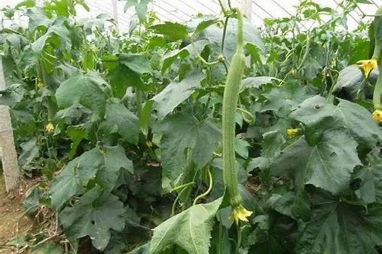 丝瓜怎样施肥增产？高产叶面肥用哪种好
