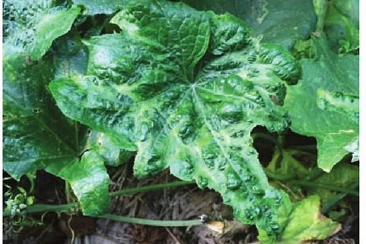 丝瓜病毒病症状与防治方法 用什么特效药好