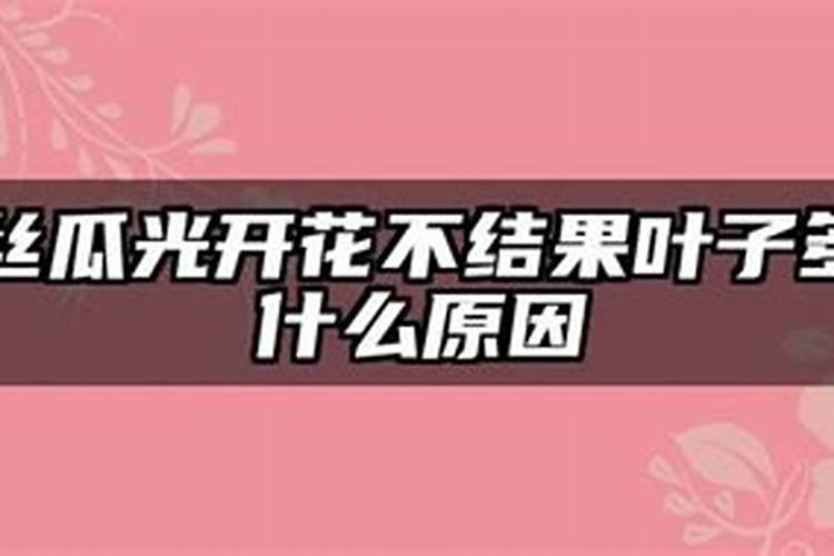 丝瓜光开花不结果叶子多什么原因(要怎样整理才会结果)