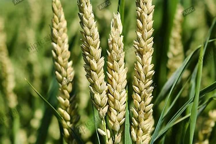 小麦孕穗期使用硝酸钾和磷酸二氢钾哪个好？