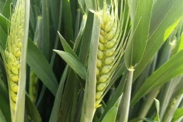 小麦8倍超常用量喷磷酸二氢钾,亩增产200斤,有科学道理吗？