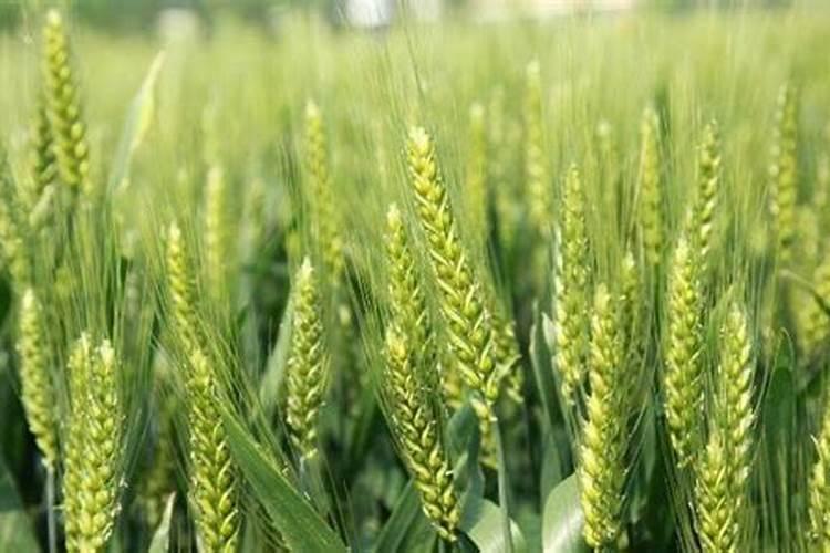 小麦什么时间喷磷酸二氢钾