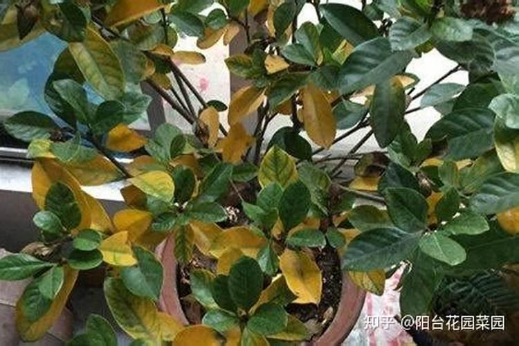我这颗栀子花黄叶,叶子干枯,是闷根了,还是肥害呢？