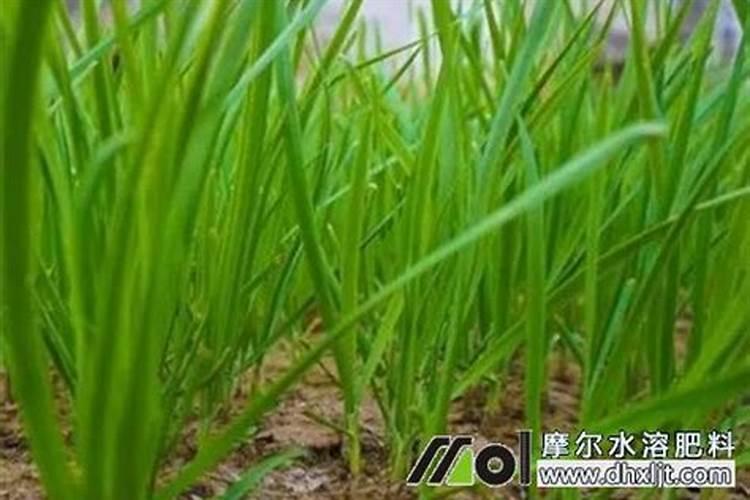 韭菜上什么肥料好