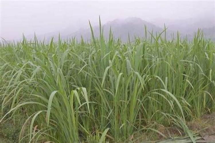 茭白可喷硼肥吗？