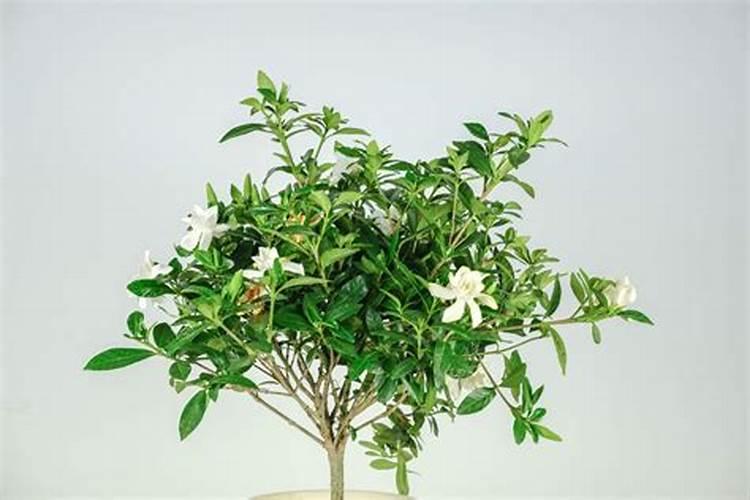 养桅子花加什么肥料？