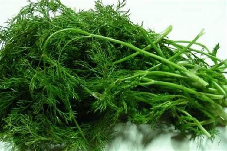 请问专家,茴香苗追了两次肥怎么总是发黄不发黑,该怎样解决