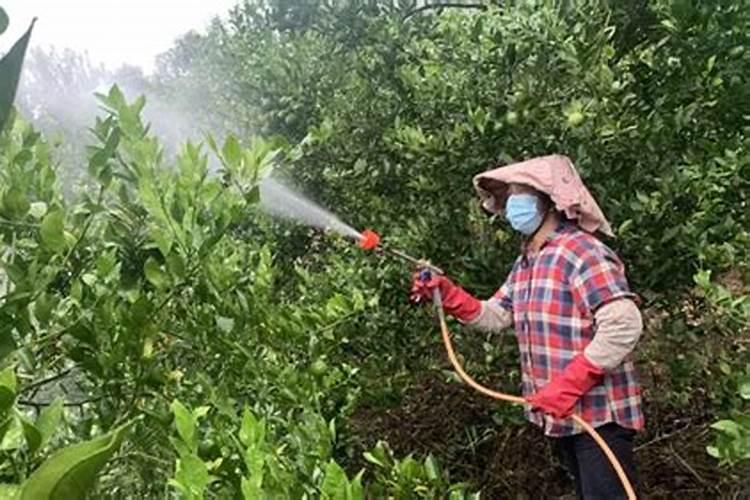 柑橘叶面喷施肥怎么操作？