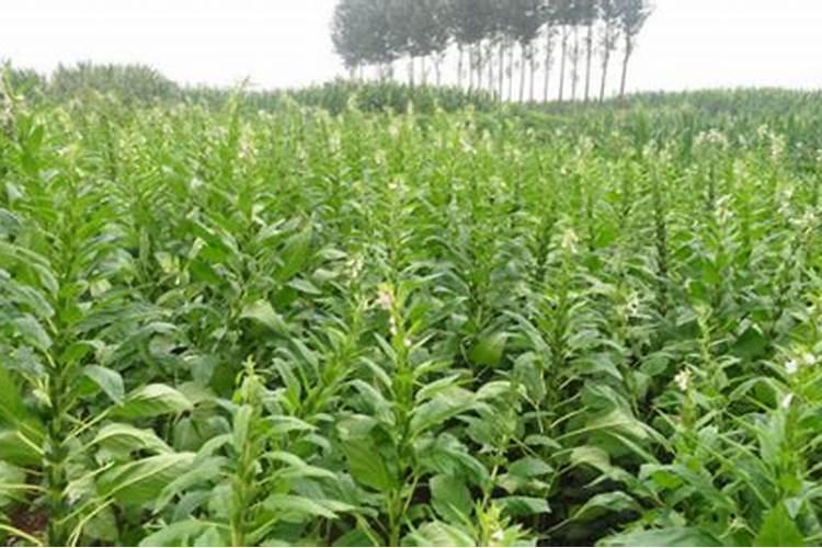 芝麻变叶病是否由病毒病引起的,是否可用杀虫剂加叶枯唑加生长调节剂治疗...