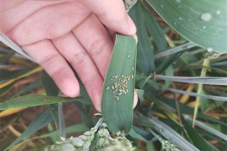 芝麻蚜虫的治疗用啥药最好