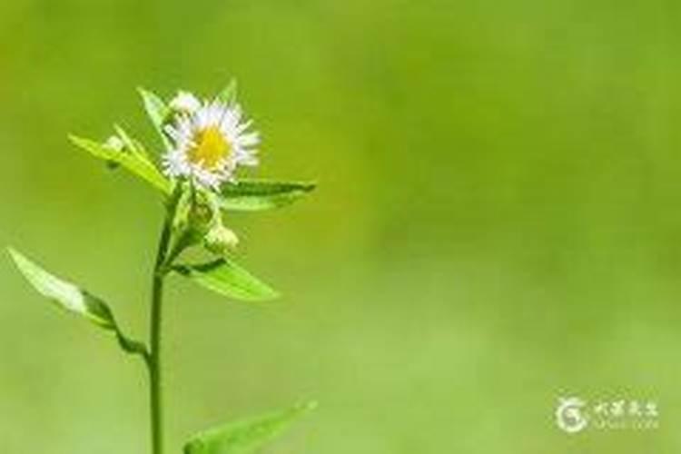 桃树最忌三种肥料