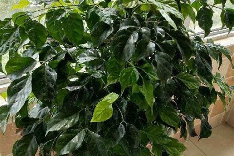 幸福树换盆后如何施肥,勤施淡肥/氮肥和钾肥最好