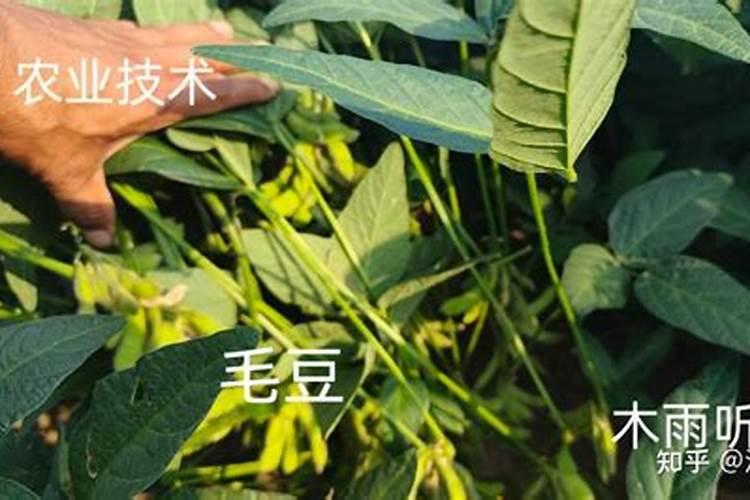 毛豆的种植技术 毛豆种子应该怎么保存