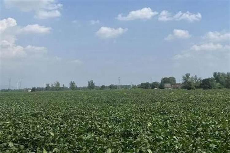 种毛豆到底要不要施肥 施什么肥好