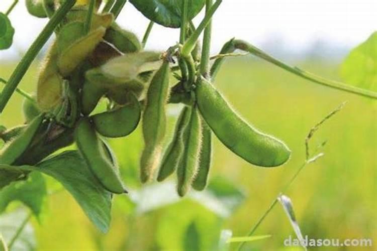 毛豆种子怎么种？