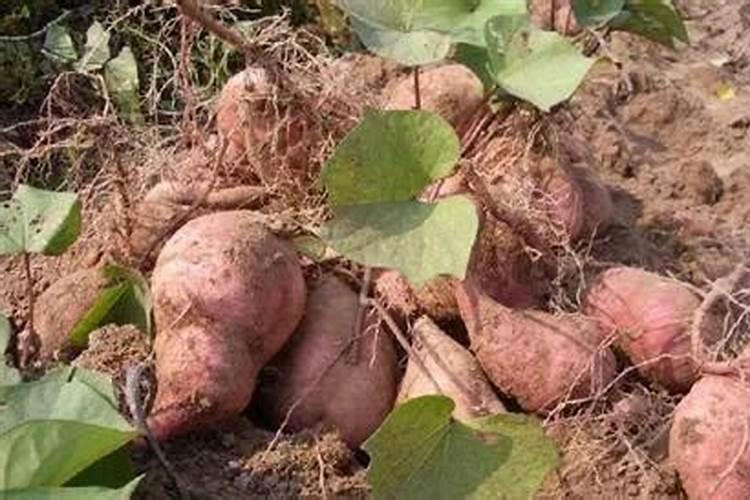 红薯增产小技巧,巧用草木灰,红薯个大皮滑品质佳!