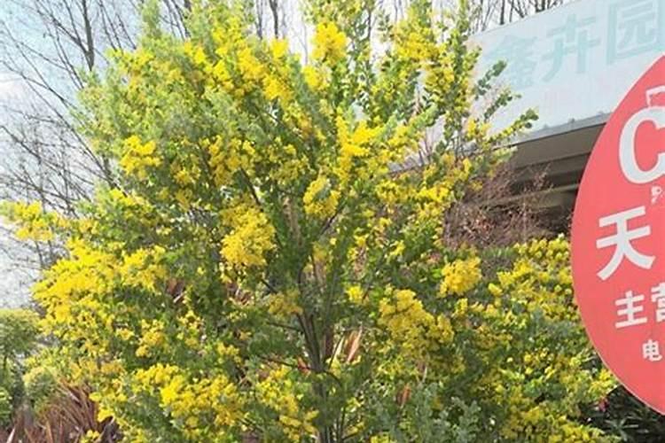 金合欢树能在西安栽植吗？
