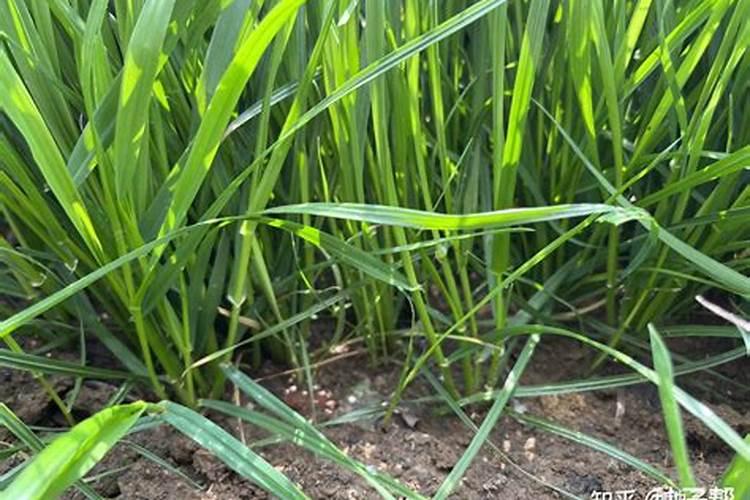 多年生黑麦草种植方法