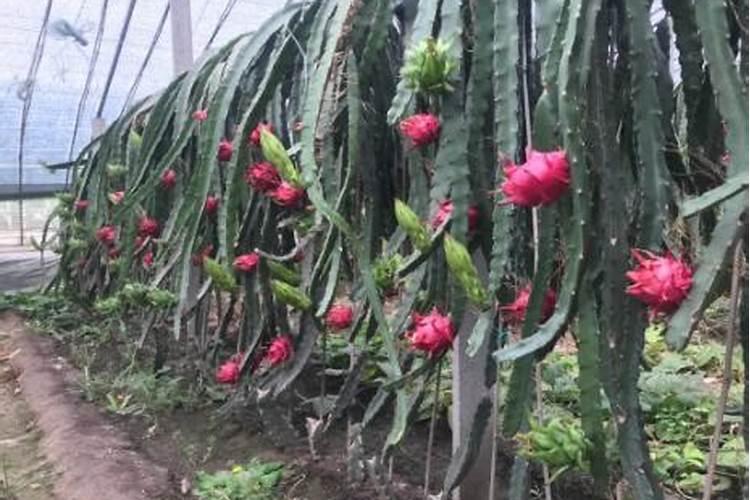 北方种植火龙果普通大棚能满足吗？