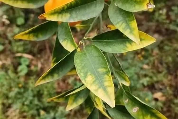 氮长叶,磷长果,钾肥缺了长柴火!怎么科学施氮磷钾？