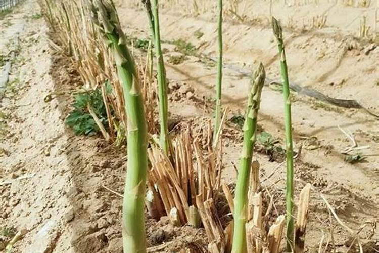 芦笋能和什么庄稼混合种植