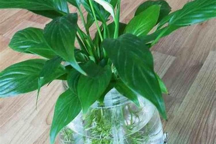 水培植物增氧与增肥的方法介绍