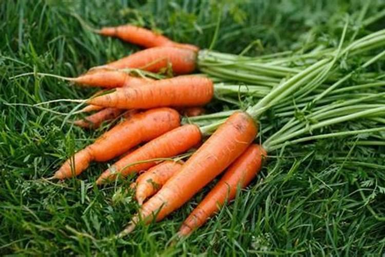 自己种胡罗卜吃用什么肥料好
