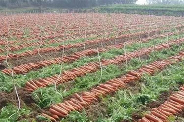 胡萝卜的追肥要怎样施用？