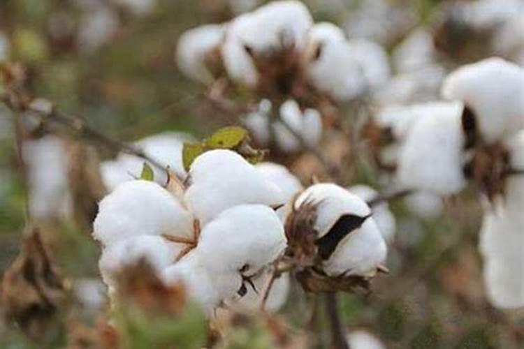 棉花管理很关键,棉花精细化管理要点有哪些？