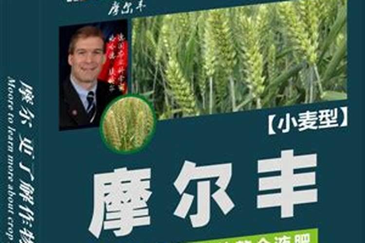 小麦叶面肥简介