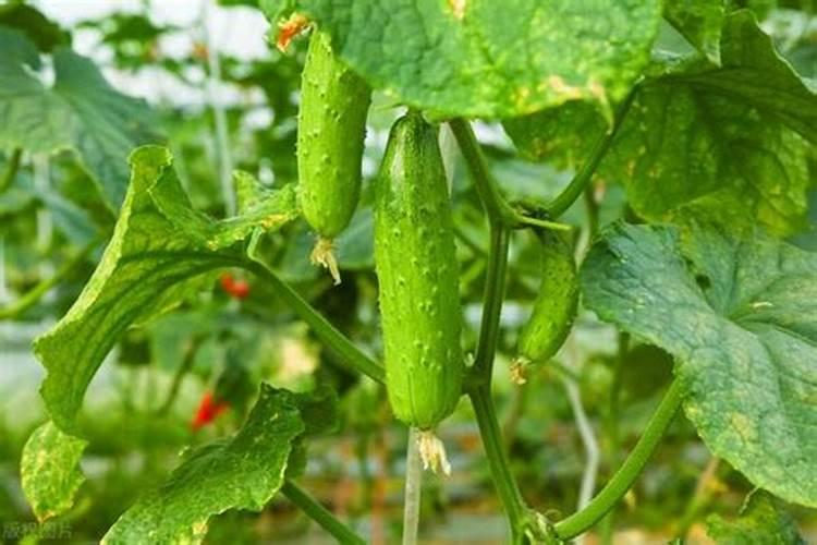 蔬菜施什么肥长得快又好蔬菜施什么肥长得快