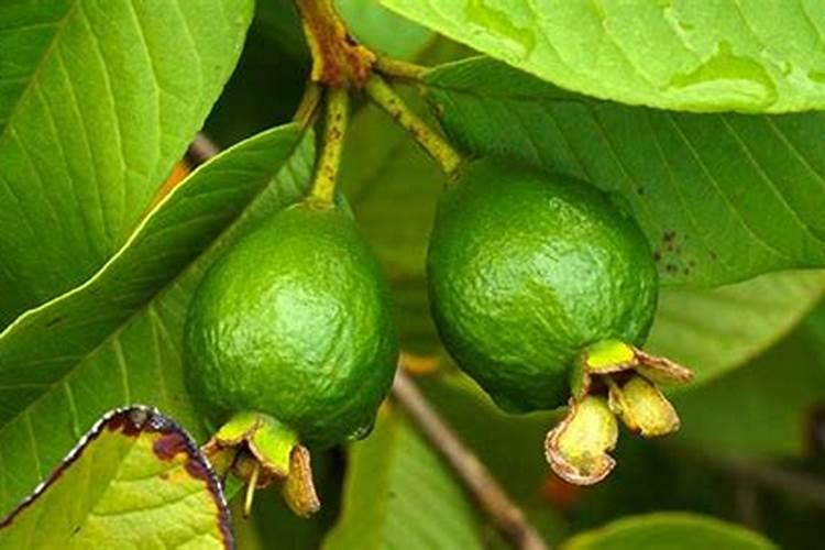 番石榴施什么肥最甜